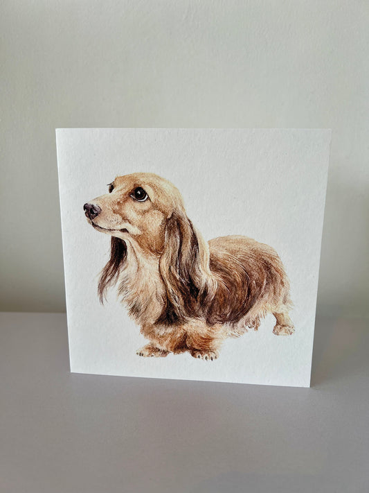 Cream long haired Dachshund card